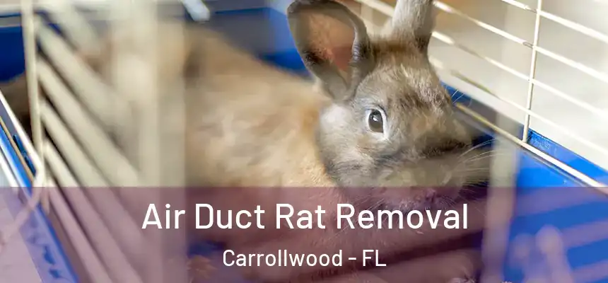  Air Duct Rat Removal Carrollwood - FL